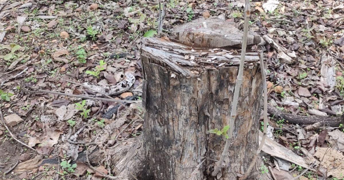 Madhya Pradesh: Activist Moves PMO Over Alleged Cover-Up in Narmadapuram Forest Scam