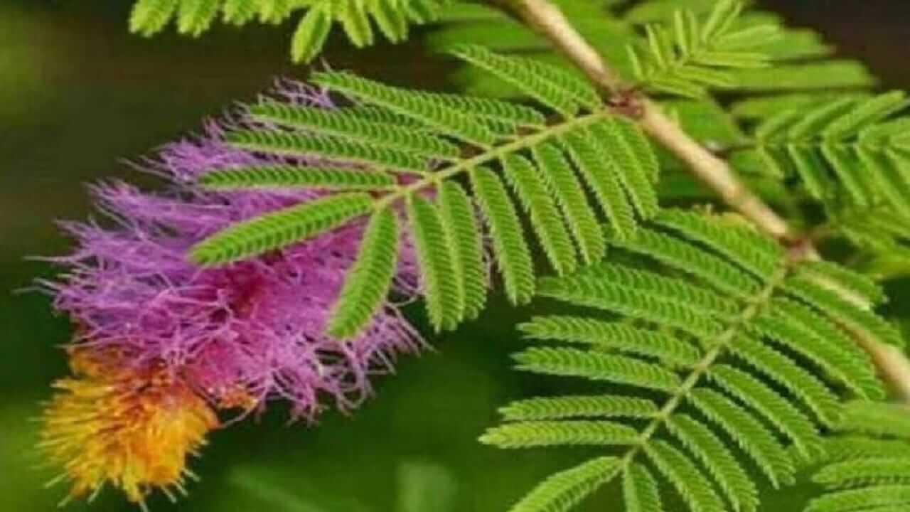 Shami Plant : घरात शमीचं रोप लावताना ‘या’ चुका करु नका, होईल नुकसान…