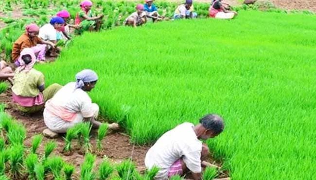 MP News: धान उपार्जन समितियों का बड़ा घोटाला, किसान हो रहे गुमराह, व्यापारियों को लाभ