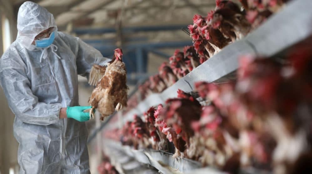 Bird Flu Risk : MP में बढ़ा बर्ड का फ्लू खतरा, 8 जिलों में हुई पुष्टि