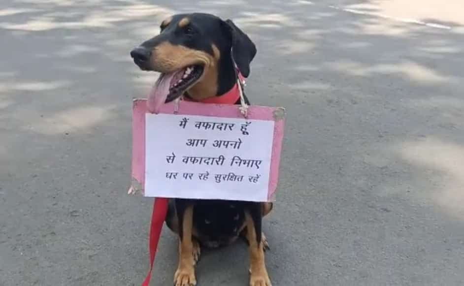 कोरोना कर्फ्यू : डॉग स्क्वाड की मोना सिखा रही वफादारी, लोगों से कर रही घरों में रहने की अपील