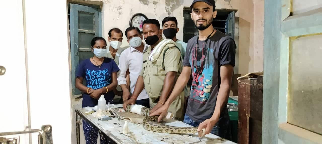 7 फीट लंबे घायल अजगर का देर रात हुआ सफल ऑपरेशन, स्वस्थ होते भेजा जाएगा सतपुड़ा
