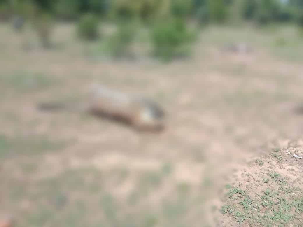 बालाघाट: नर और मादा तेंदुए की करंट से मौत, राजस्व ग्राम में मिला शव, जांच में जुटा वन अमला