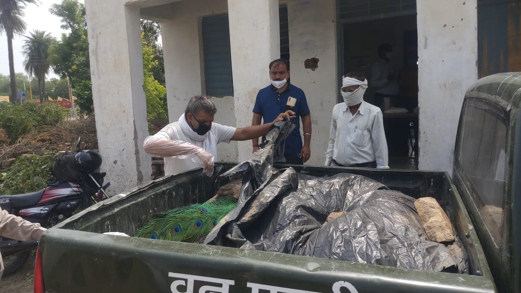 वन विभाग की बड़ी लापरवाही, 42 मोरों की मौत के बाद मचा हड़कंप