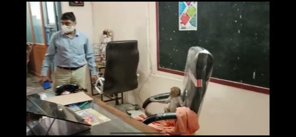 बंदरों की टोली पहुंची स्कूल, प्रिंसिपल की कुर्सी पर किया कब्जा, देखें Video