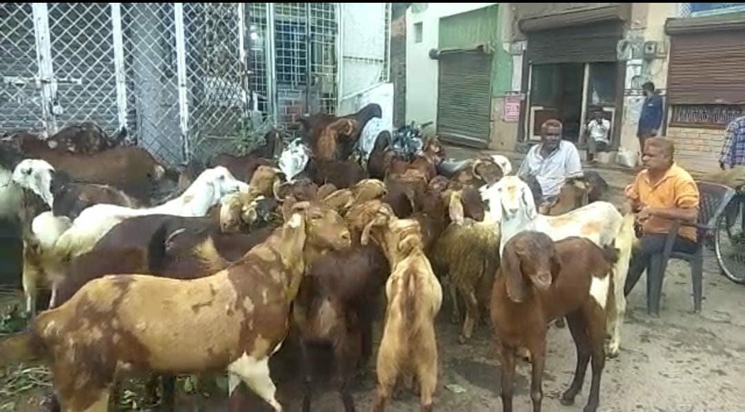 बकरीद/Eid ul-Adha: प्रदेश की सबसे बड़ी बकरा मंडी पर कोरोना और महंगाई की मार! कोरोना काल के चलते ठप व्यापार