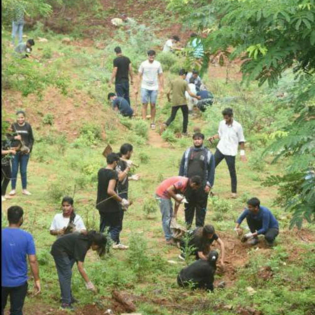 Gwalior News : पंचायतों में बड़ा घोटाला, करोड़ों खर्च करने के बाद भी जिले से हरियाली गायब