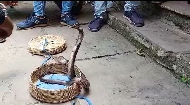 नाग पंचमी पर जबलपुर वन विभाग की कार्रवाई, पकड़े 30 से 40 सांप