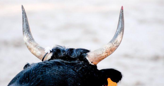 Jabalpur : सड़क पर टहल रहे युवक को बैल ने मारा सींग, इलाज के 8 दिन बाद मौत