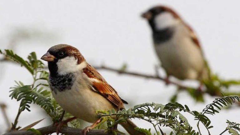 विश्व गौरैया दिवस: हमारे जीवन से गायब होती नन्हीं चिड़िया की चहचहाहट, गौरैया संरक्षण के लिए उठाएं छोटे लेकिन जरूरी कदम