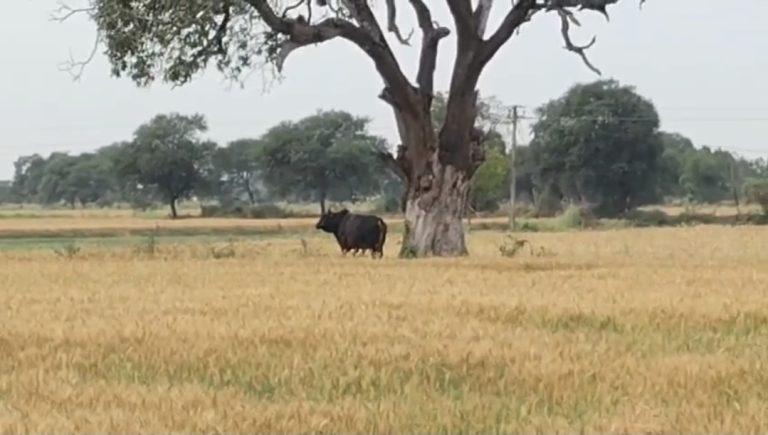 जबलपुर के कटंगी क्षेत्र में खूंखार सांड का आतंक, 12 साल के दिव्यांग लड़के समेत 10 लोगों को किया घायल, प्रशासन ने जल्द रेस्क्यू की कही बात
