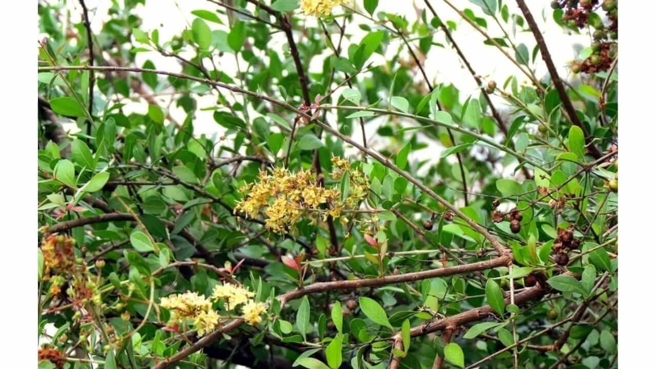 Vastu Tips : घराच्या भोवती मेहंदीचे झाड लावणे शुभ की अशुभ? काय सांगत शास्त्र ; जाणून घ्या..