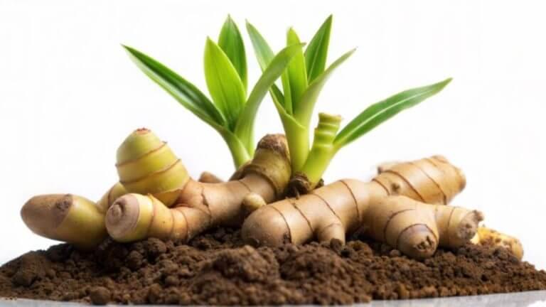 घरातच लावा गुणकारी हळद, जाणून घ्या ‘या’ सोप्या गार्डनिंग टिप्स