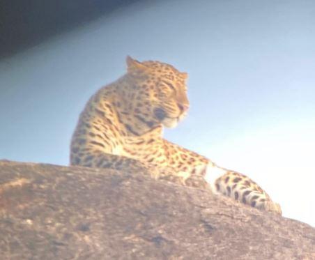 जबलपुर के पॉश इलाके में तेंदुए की मौजूदगी से दहशत