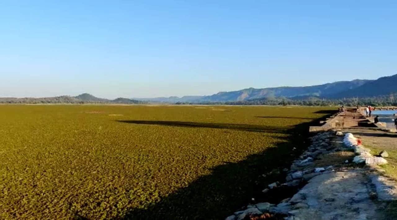 सतपुड़ा डेम में चायनीज झालर से परेशान मछुआरे, आया रोजी रोटी का संकट सामने