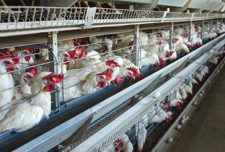 MP : आगर-मालवा में Bird Flu की पुष्टि, एक हफ्ते तक मीट पर बैन, अधिकारियों को मिले निर्देश