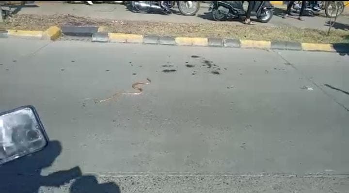 Indore News: बंद के दौरान इसलिए हुआ चक्काजाम, सड़क पर दिखा नागिन राज, Video Viral