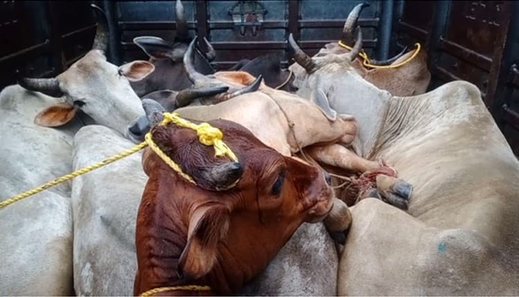 Damoh News : देर रात गोवंश तस्करी के लिए गाय को जबरदस्ती पकड़ने का वीडियो हुआ वायरल