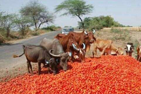 Raisen : मार्केट न मिलने से नाराज किसान, सड़कों पर फेंके टमाटर