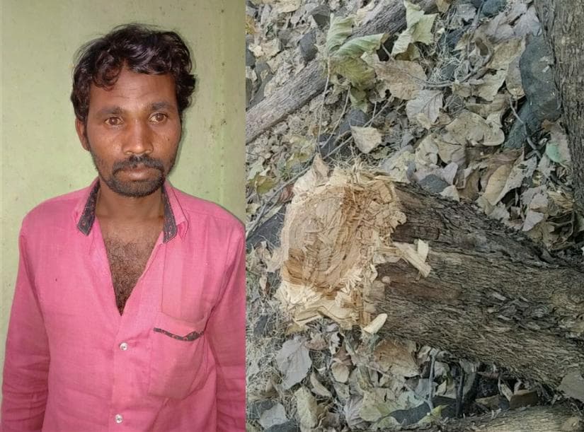 पेड़ काटने पर लगा 1 करोड़ का जुर्माना, यह है पूरा मामला