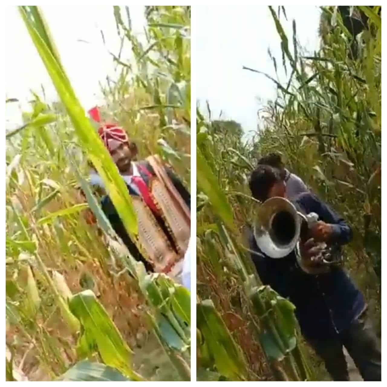 बाजरे के खेत से निकली बारात, लॉकडाउन में अनोखी शादी, वीडियो वायरल