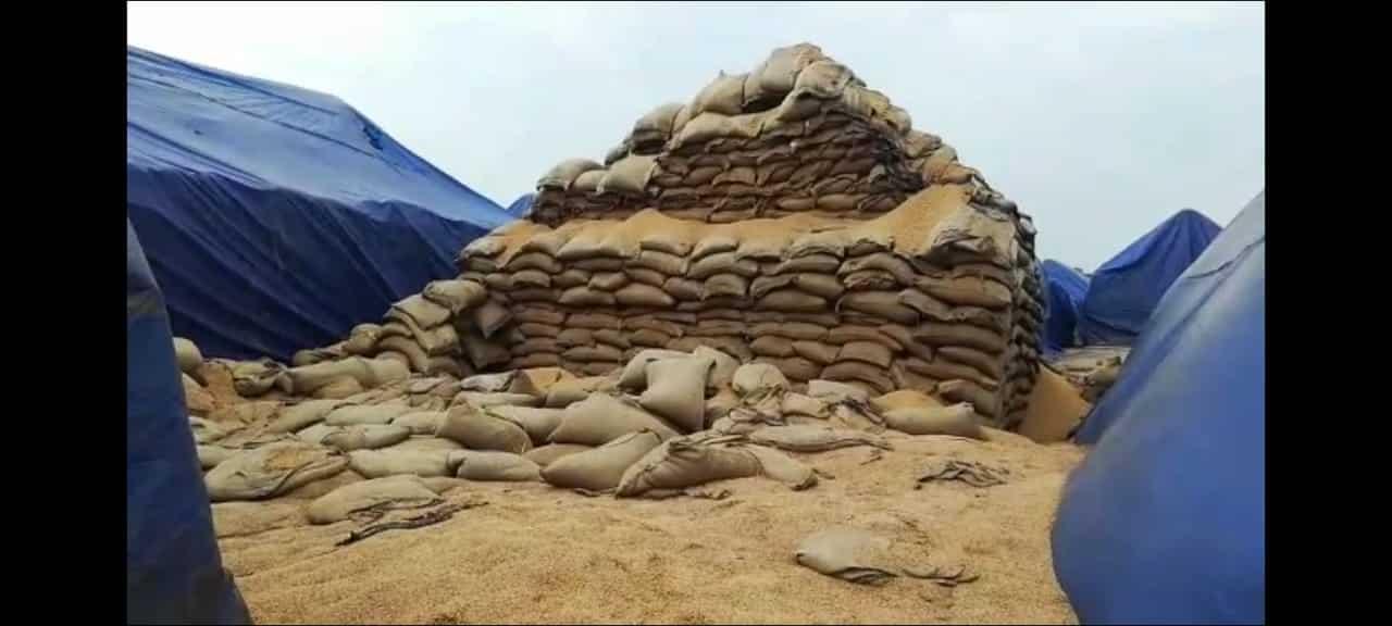 सड़ रही करोड़ों रुपए की धान, ओपन कैंप में नहीं सुरक्षा के इंतजाम