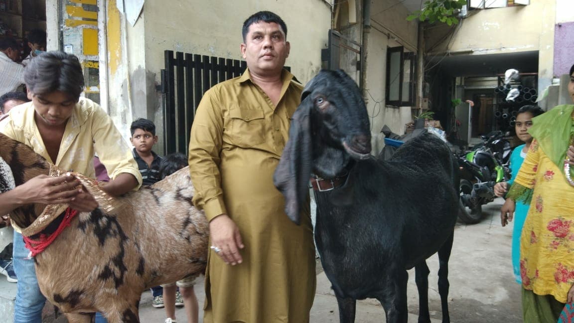 इंदौर के इन दो बकरों को देखकर रह जाएंगे हैरान, एक कि कीमत साढ़े पांच लाख तो दूसरे की कीमत डेढ़ लाख !