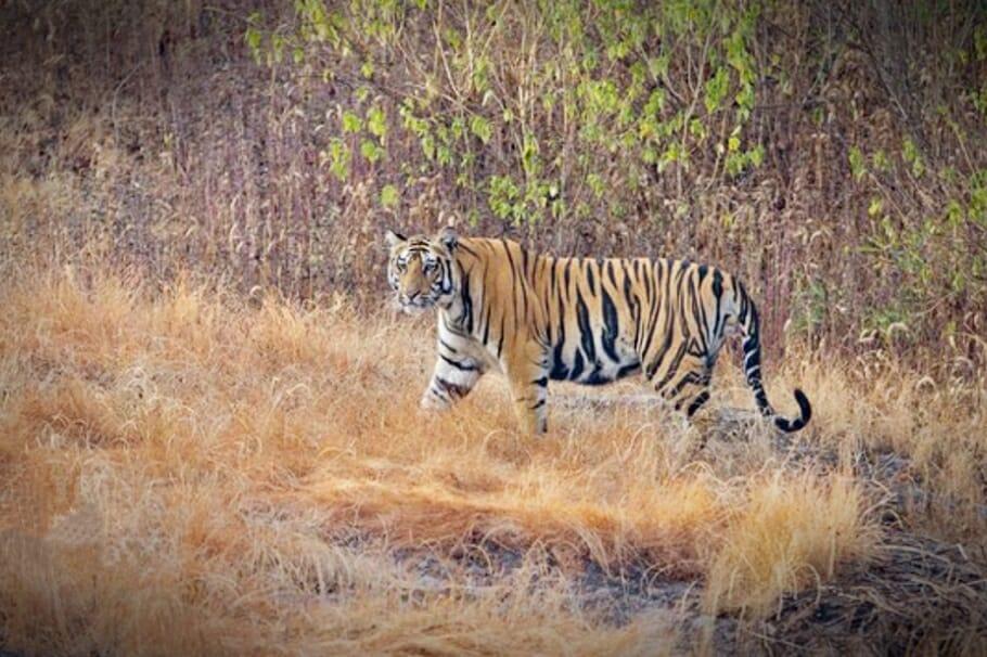 सतपुड़ा टाइगर रिजर्व को मिला अर्थ नेटवेस्ट ग्रुप अर्थ हीरोज पुरस्कार, वनमंत्री ने दी बधाई