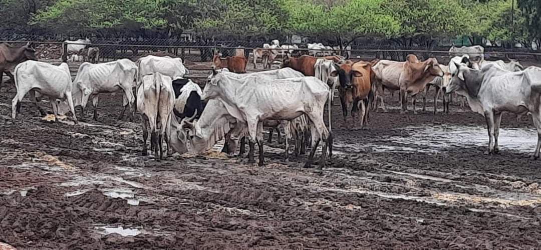 गौमाता की दुर्दशा देख कराह उठेगा आपका दिल, विधायक ने फेसबुक पर बयां किया दर्द