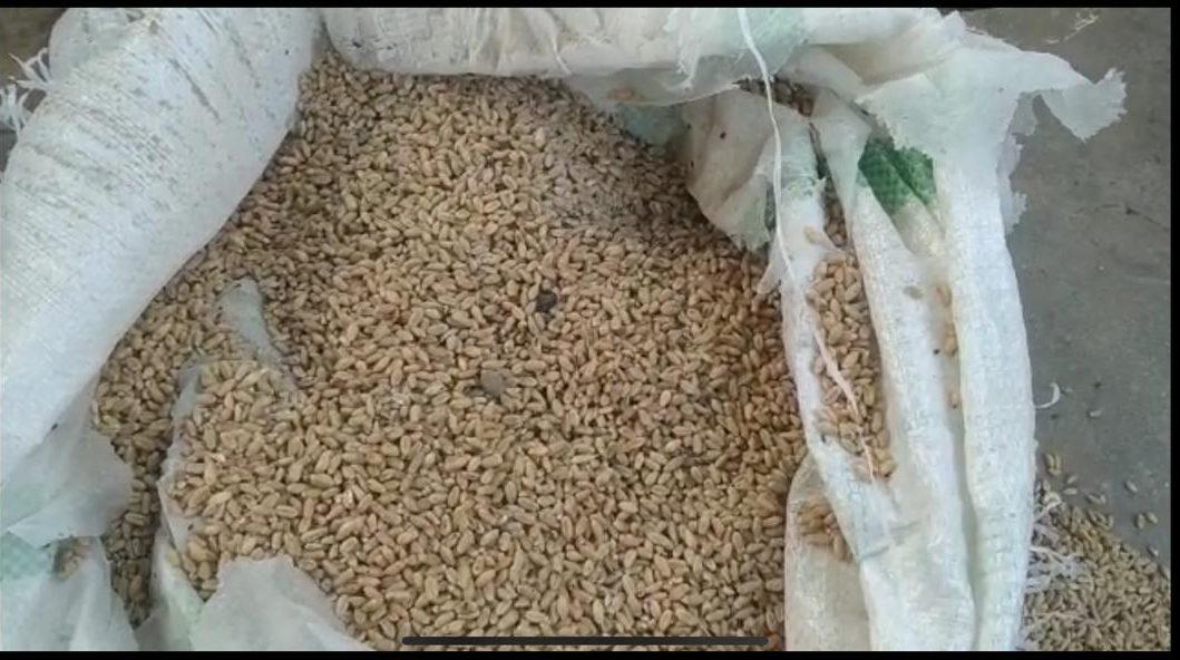 Dabra News : बागबाई स्कूल प्रबंधन की बड़ी लापरवाही, छात्रों को बांटा कीड़े लगा गेहूं