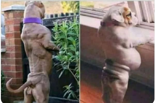 दमदार पुलिस का दुम दार मीम्स बना चर्चा का बिषय