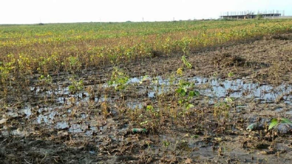 Jabalpur News: प्रशासन के लापरवाही से किसानो की फसल हुई खराब