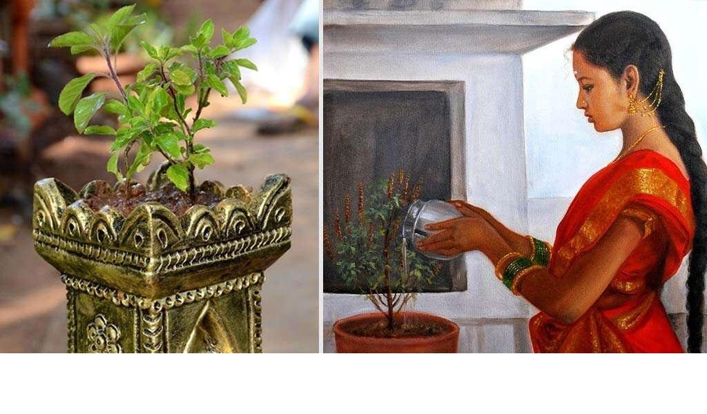 तुलसी के पौधे पर भूल से भी इस दिन कतई ना चढ़ाएं जल वरना बुरे पछताओगे