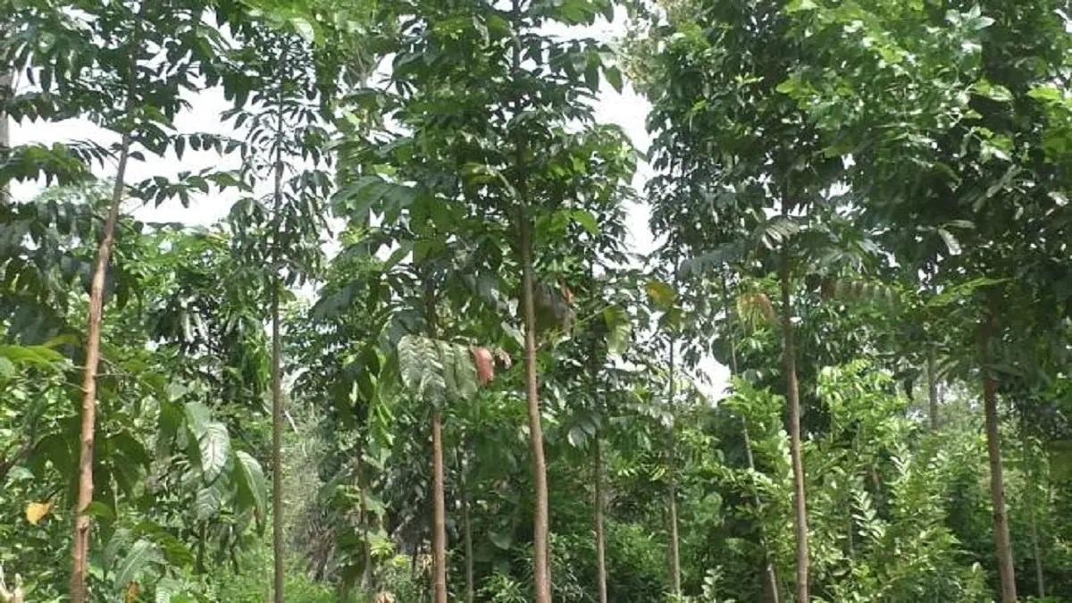 महोगनी के पेड़ का business देता है मोटी कमाई, जाने कैसे करें इसकी शुरुआत?