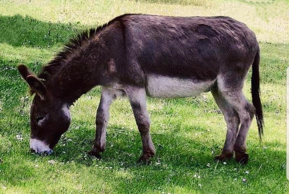 बुरहानपुर में 2 दर्जन से ज्यादा गधे हुए गायब, पुलिस खंगाल रही CCTV फुटेज़