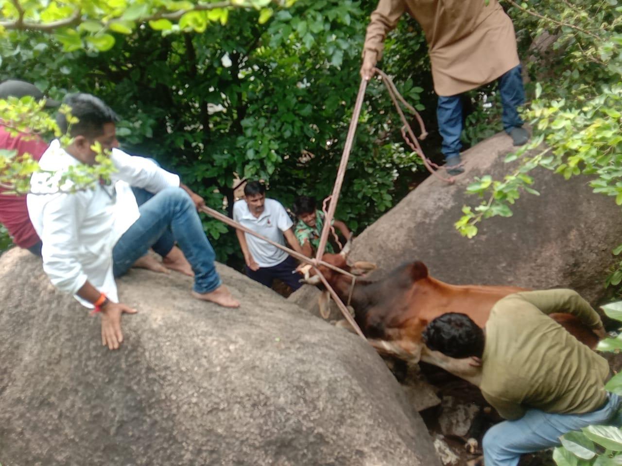 जबलपुर : दो दिन से पत्थरों के बीच फंसे नंदी को किया गया रेस्क्यू