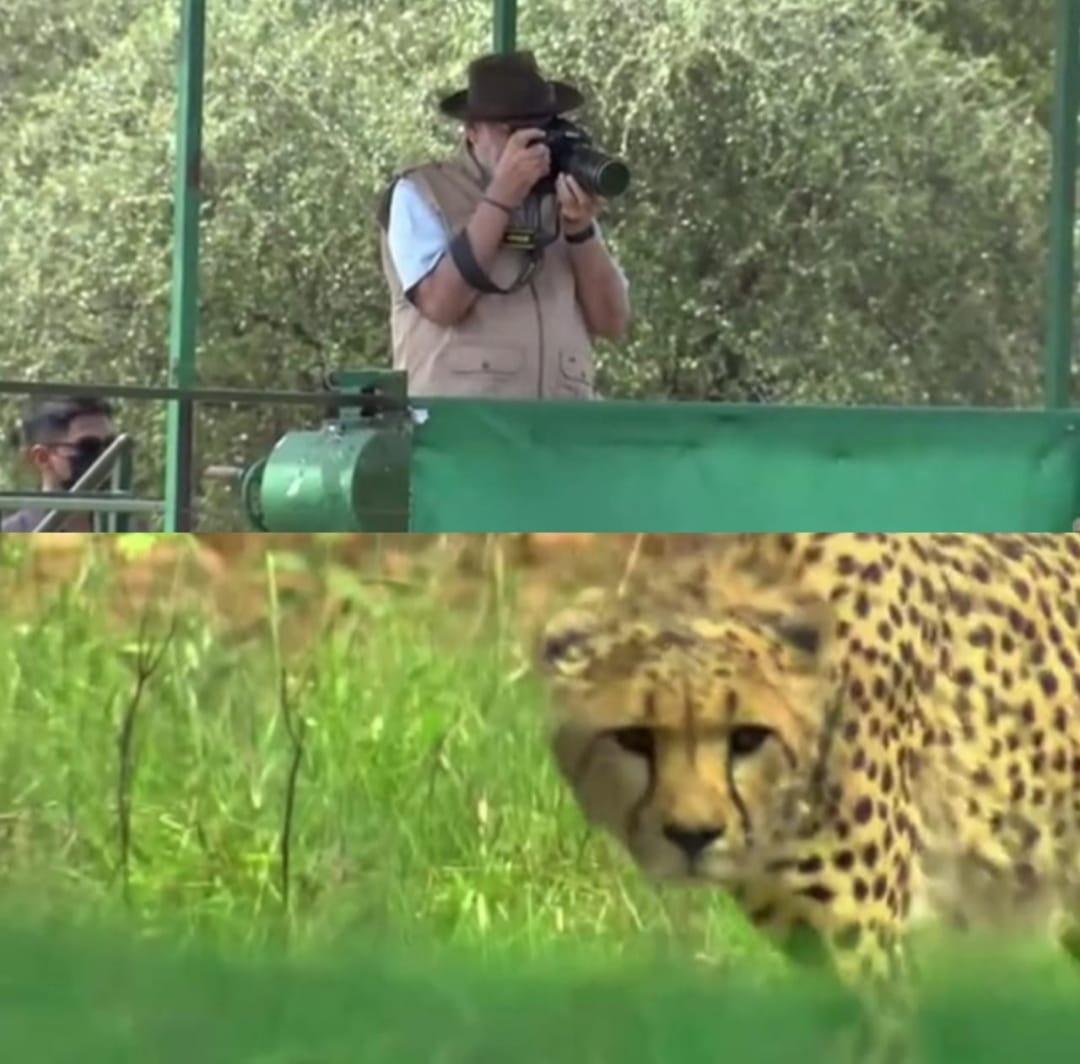 कूनो नेशनल पार्क में दिखा PM Modi का खास अंदाज, चीतों को छोड़ा और फोटोग्राफी भी की