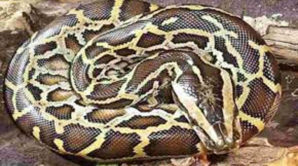 शख्स के टच करते ही अजगर ने किया ऐसा, देखकर हो जाएंगे आपके रोंगटे खड़े