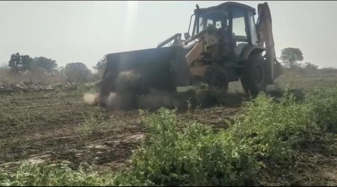 नीमच-किसान के खेत पर चला प्रशासन का बुलडोजर, खड़ी फसल को रौंदा, अलसुबह दिया कार्रवाई को अंजाम