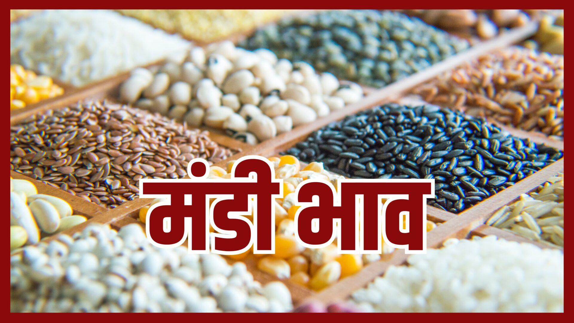 उड़द-मूंग-चना में उछाल, गेहूं में तेजी, दाल-दलहन का कारोबार सामान्य, मसूर में नरमी, जानें 22 अक्टूबर का मंडी भाव