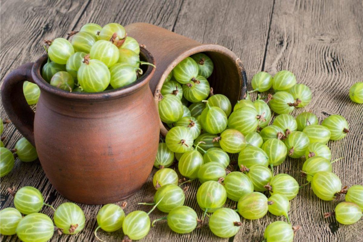 Health Care: आंवला को क्यों कहा जाता है “अमृत फल”, जानें इसके गुणकारी फायदे