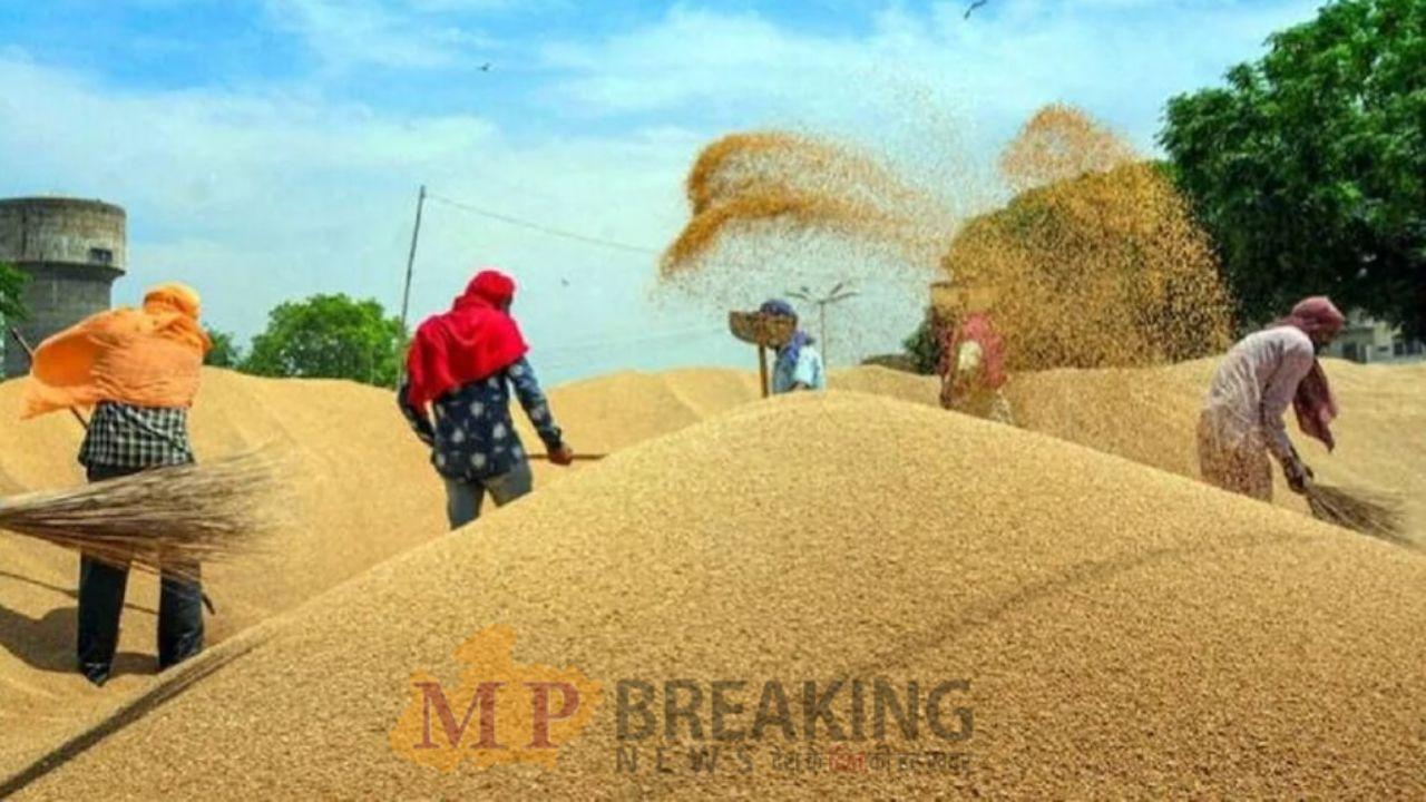 एमपी में समर्थन मूल्य पर धान खरीदी 23 जनवरी तक, गेहूँ उपार्जन के लिए पंजीयन 31 मार्च तक, जानें रेट नियम और डिटेल्स