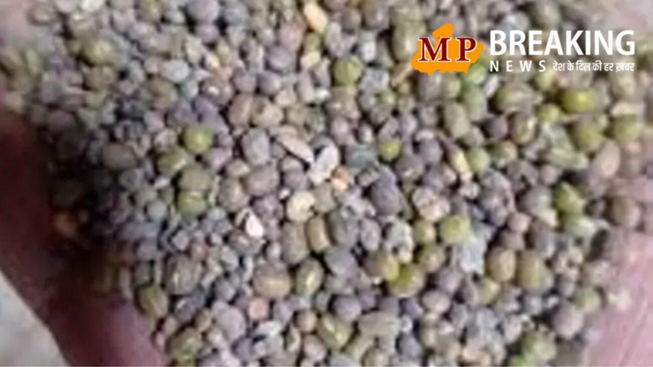 MP News: नर्मदापुरम से सामने आया हेराफेरी का बड़ा मामला, सरकारी वेयरहाउस में मूंग बदलकर मिलाई गई मिट्टी और दाल, कीमत करीब 14 करोड़ रुपए