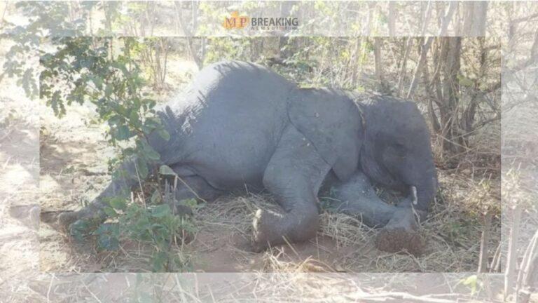 Narmadapuram News: सतपुड़ा टाइगर रिजर्व के मढ़ई में विक्रम हाथी की मौत, कई दिनों से चल रहा था बीमार