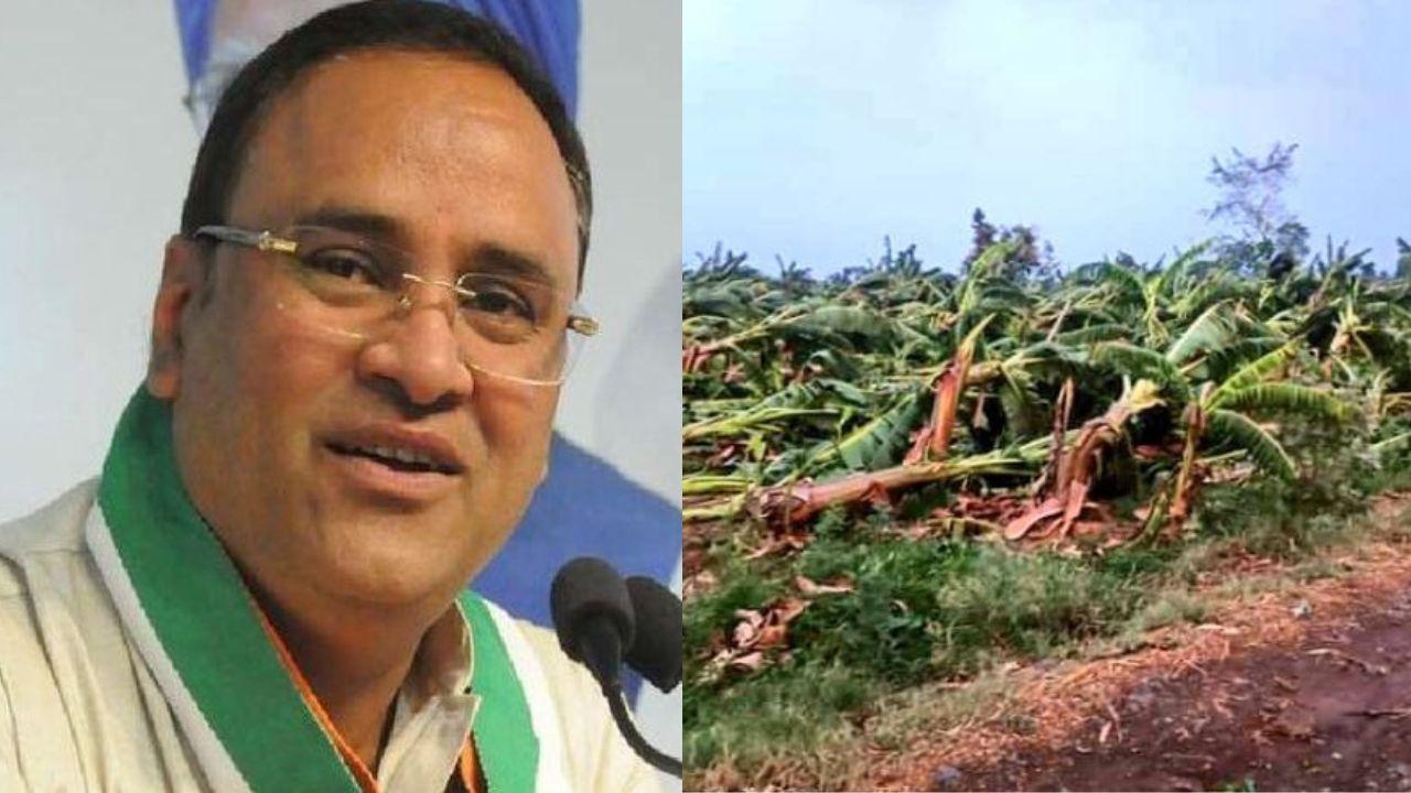 MP News: बुरहानपुर में आंधी तूफान से केले की फसलों को नुकसान, पूर्व केंद्रीय मंत्री अरुण यादव ने सरकार से की किसानों को मुआवजा राशि देने की मांग