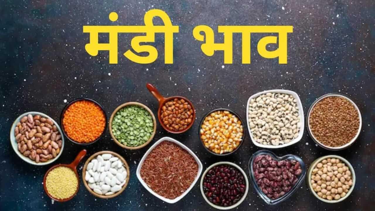 Mandi Bhav: तुअर और मूंग के दाम में जबरदस्त उछाल, डॉलर चना भी तेज, देखें 21 नवंबर का मंडी रेट