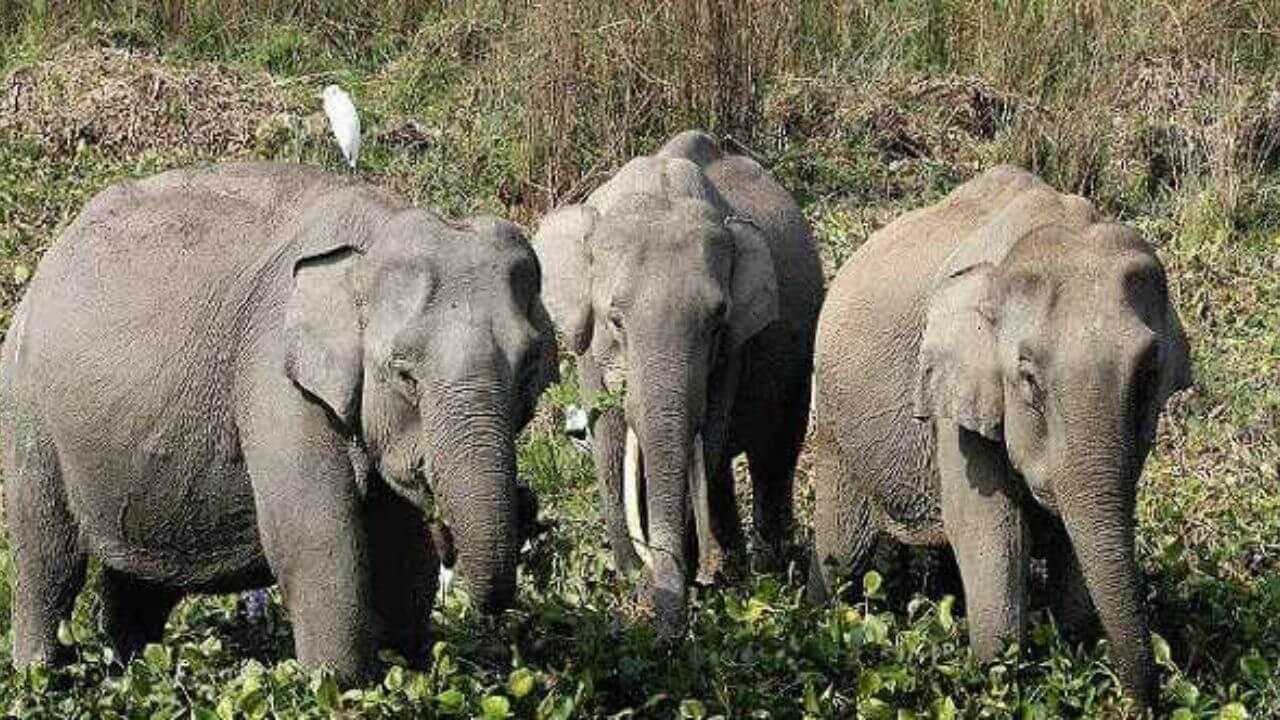MP में मानव-हाथी द्वंद कम करने और जंगली हाथियों के प्रबंधन के लिए सरकार की बड़ी तैयारी, 47 करोड़ रुपये से अधिक की योजना मंजूर