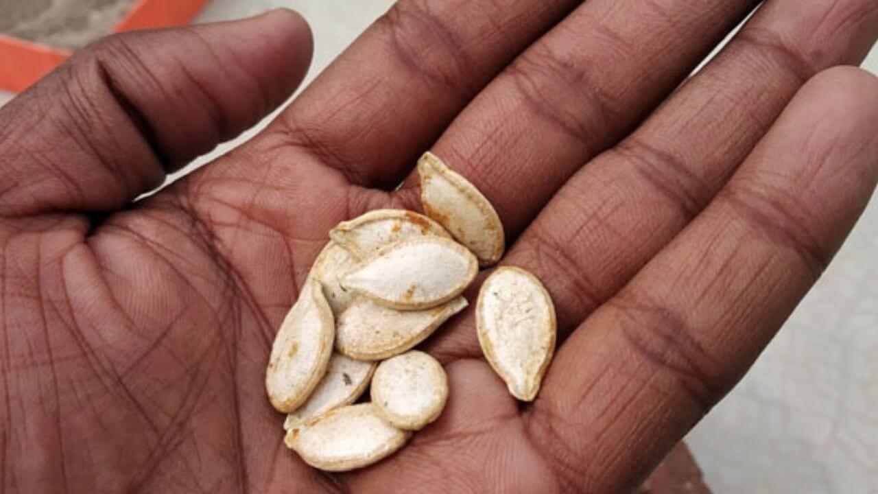 लौकी के बीज खाने के जबरदस्त फायदे, आज ही बनाएं डाइट का हिस्सा