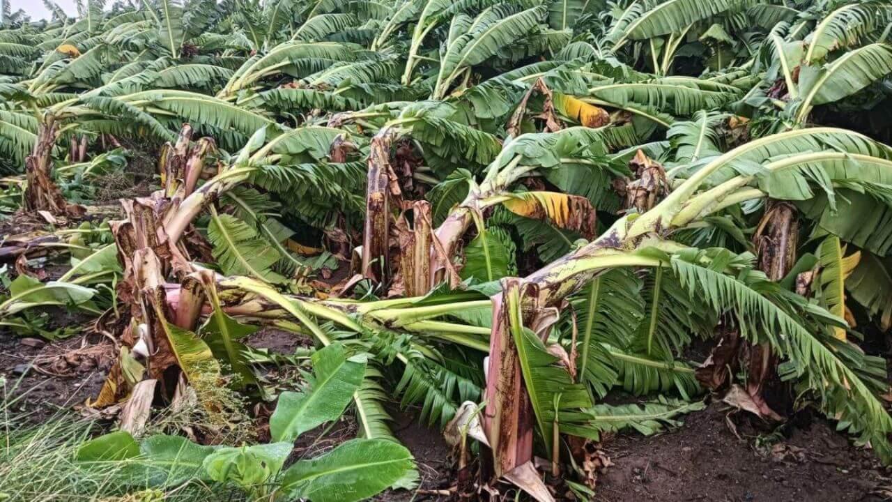 आंधी-बारिश से उजड़ी केले की फसल, सर्वे के निर्देश, सीएम डॉ मोहन यादव बोले- चिंता ना करें सरकार आपके साथ