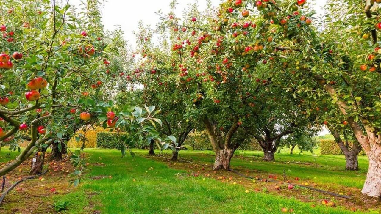 इस शहर में बनेगा MP का पहला फ्रूट फॉरेस्ट, महिलाओं के हाथों में होगी हरियाली की कमान!